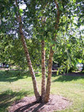 Copper Birch Tree 3-Pack, Betula nigra, 2-3 ft, Fast Growing, Cinnamon Exfoliating Bark, Landscape Trees