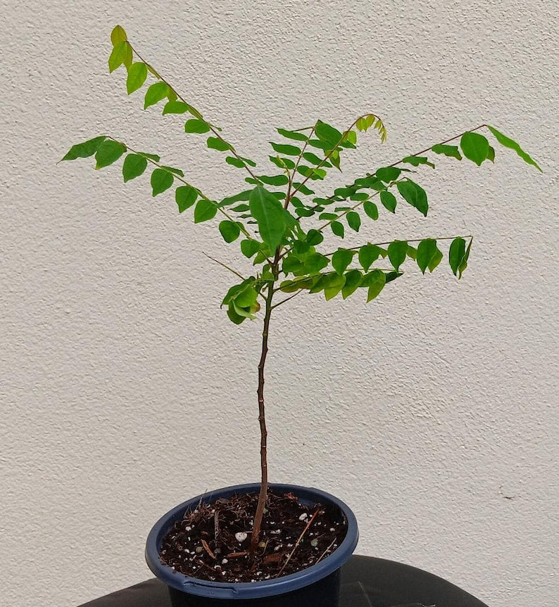 Star Fruit Tree Seedling 7" Carambola Plant Tropical Fruit Tree Averrhoa carambola