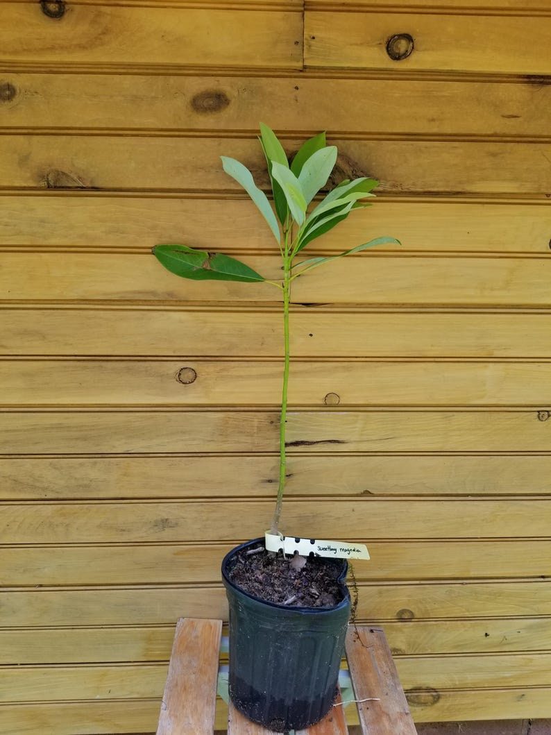 Sweetbay Magnolia Trees 6-12" Live Plants, Magnolia virginiana, Ornamental Pollinator Trees, 2 Pack