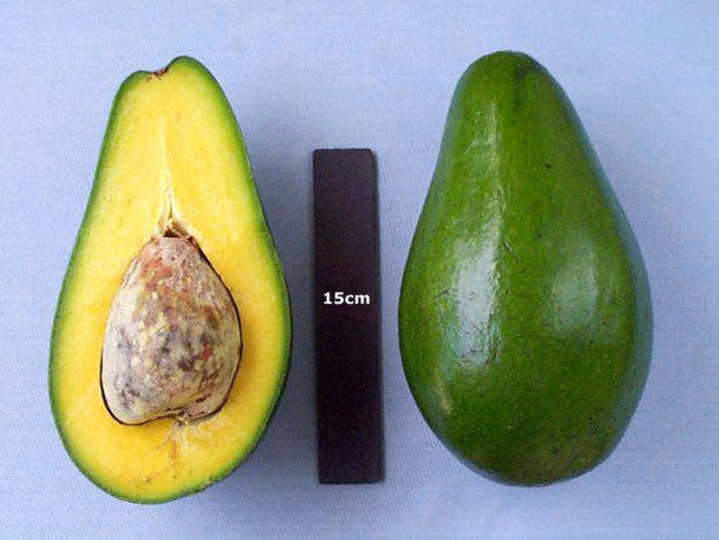 Grafted Pollack Avocado Tree - 1ft Tall in 6" Pot - Persea americana - Compact, Early-Season Fruit for Home Garden