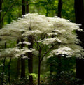 Dogwood Trees 5 Pack – Grafted Cornus florida – Up to 4 ft Tall – Large Rootstock for Landscaping & Grafting