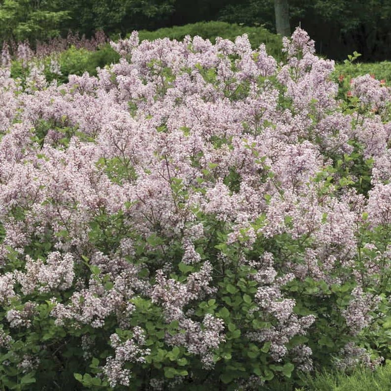 Dwarf Korean Lilac Bare Root Plant - Syringa meyeri, Reblooming Summer Blooms, Hardy Zones 3-7