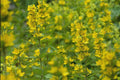 Yellow Loosestrife Bareroot Clump - Lysimachia vulgaris, Spreading Perennial for Borders & Wildflower Gardens
