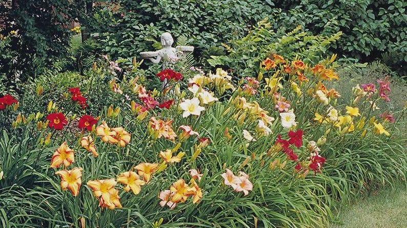 Hybrid Daylily Bareroot Assorted Colors - Hemerocallis spp. Perennial Flower for Garden, Border, or Container