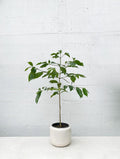 Arabica Coffee Plant in 3-Gallon Pot | Coffea arabica Indoor/Outdoor Houseplant with Coffee Beans