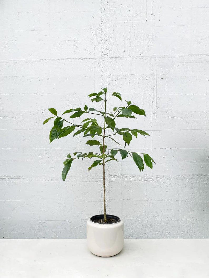 Arabica Coffee Plant in 3-Gallon Pot | Coffea arabica Indoor/Outdoor Houseplant with Coffee Beans