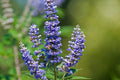 Vitex Plant 4" Container, Purple Flowering Chaste Tree, Vitex agnus-castus, Evergreen, Water-Conserving, Zones 6-11