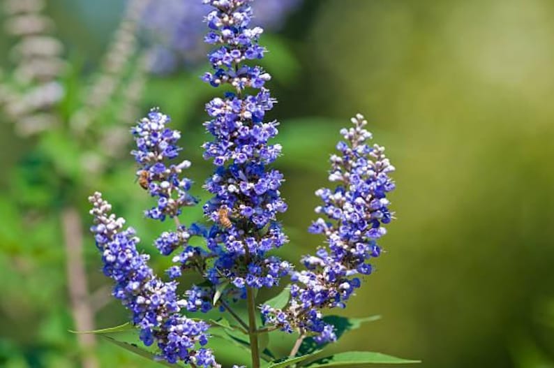 Vitex Plant 4" Container, Purple Flowering Chaste Tree, Vitex agnus-castus, Evergreen, Water-Conserving, Zones 6-11