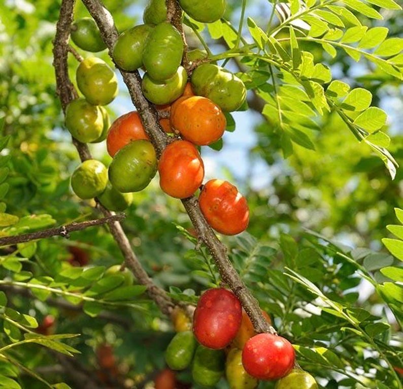 Large Red Hog Plum Tree in 10" Pot, Jocote Rojo, Spondias purpurea, Hardy Tropical Garden Tree for Landscaping