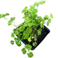 Organic Curly Parsley Plant in 2.5-inch Pot - Petroselinum crispum for Cooking & Butterfly Gardens