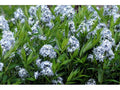 Common Bluestar Plant Bareroot Amsonia tabernaemontana Native Perennial for Gardens
