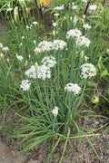 Garlic Chive Plant Bareroot Allium tuberosum Culinary Herb for Garden & Containers