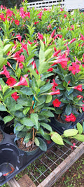 Mandevilla Flaming Red Plant in 6-Inch Pot, Vibrant Flowering Vine, Sun-Loving, Indoor & Outdoor Garden, Mandevilla spp.