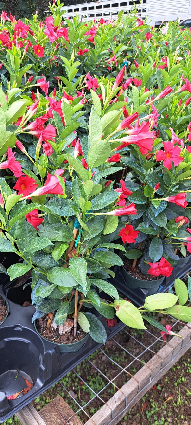 Mandevilla Flaming Red Plant in 6-Inch Pot, Vibrant Flowering Vine, Sun-Loving, Indoor & Outdoor Garden, Mandevilla spp.
