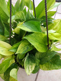Rare Pothos Marble Neon Cutting – Epipremnum aureum, Indoor Trailing Plant, Easy Care, Vibrant Green and White Variegation