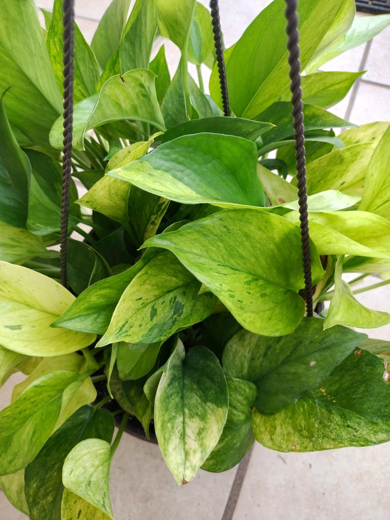 Rare Pothos Marble Neon Cutting – Epipremnum aureum, Indoor Trailing Plant, Easy Care, Vibrant Green and White Variegation
