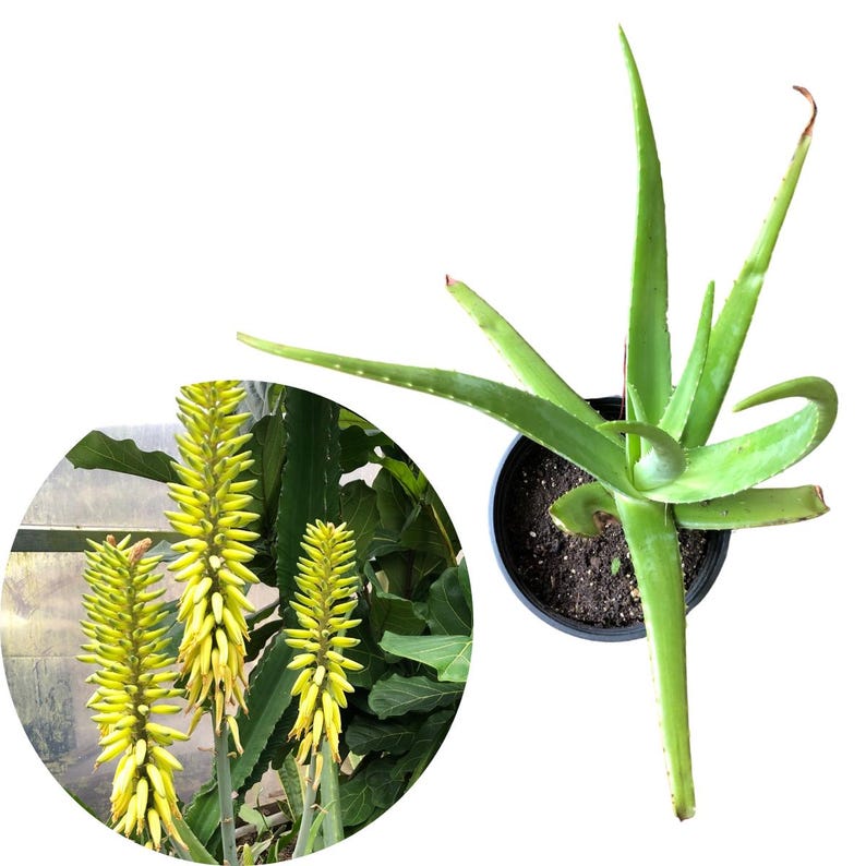 Giant Aloe Vera Live Plant in 6-8 Inch Pot, Organic Houseplant for Sunny Windowsills & Outdoors