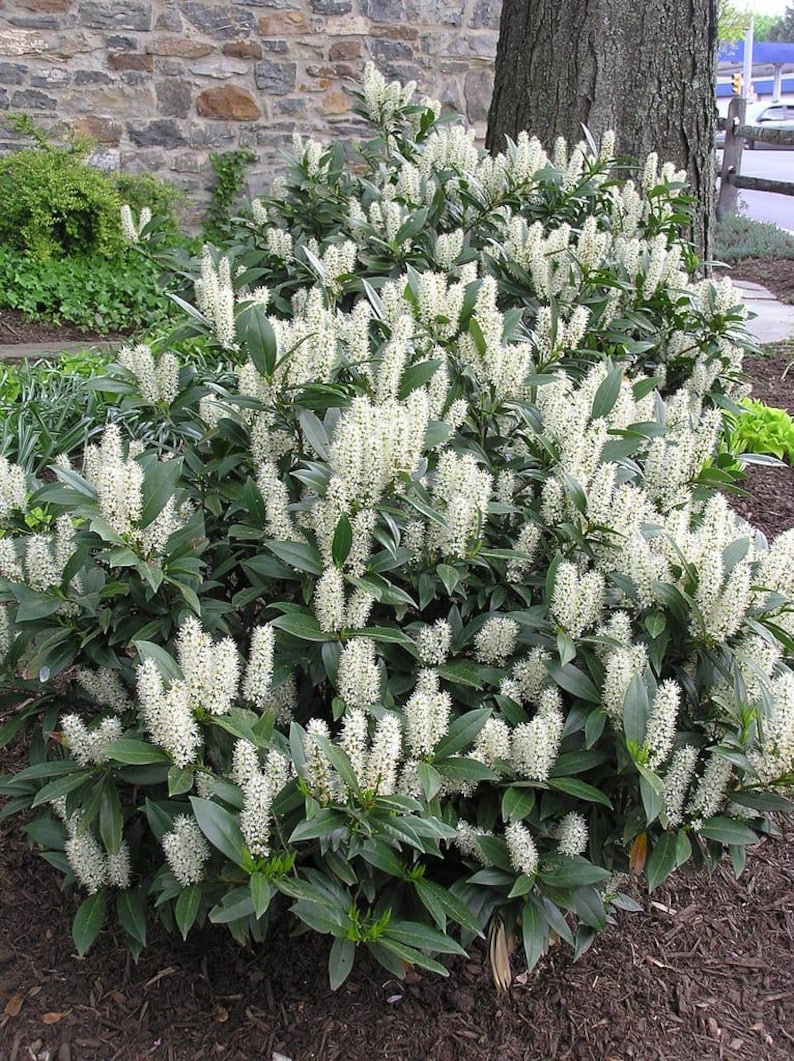 Cherry Laurel Plants Set of 2 – Evergreen Hedge, Prunus Caroliniana, Attracts Birds & Bees, 4" Container