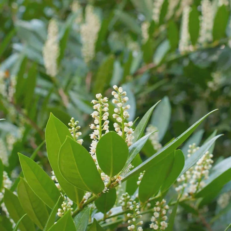 Cherry Laurel Plant 4" Container - Prunus Caroliniana Evergreen Hedge for Privacy, Attracts Birds & Bees