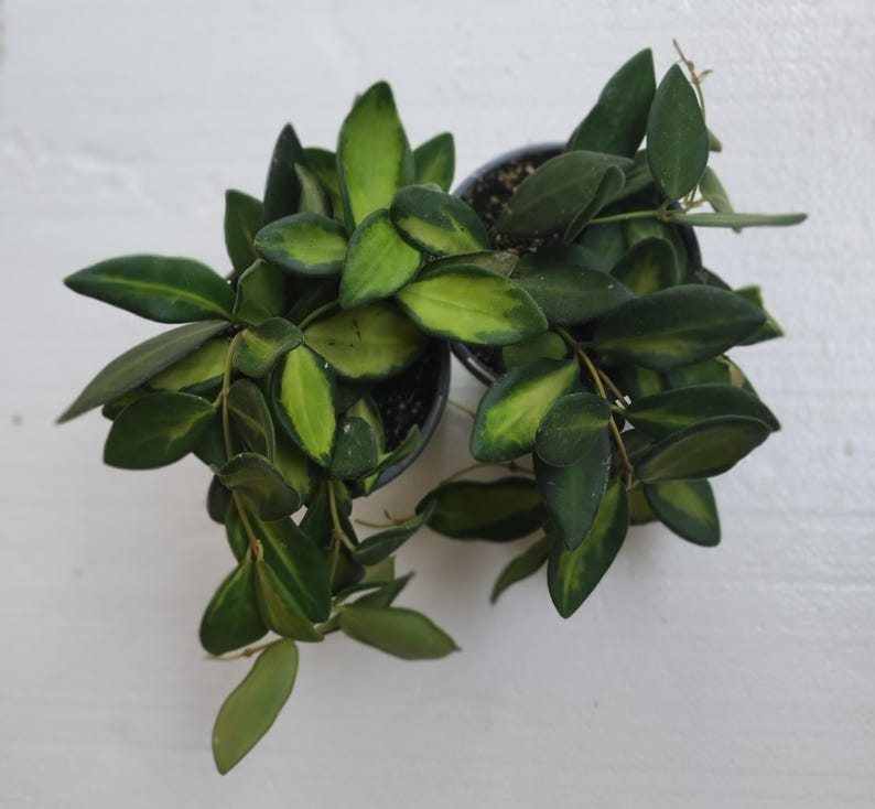 Hoya Sea Stones Plant Set – Small Rooted Hoya spp. + Free Cutting – Indoor Low Maintenance Houseplants