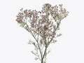Waxflower Plant - 1 Foot - Purple-Light Violet Flowers - Chamelaucium uncinatum 'Jupiter Solar'