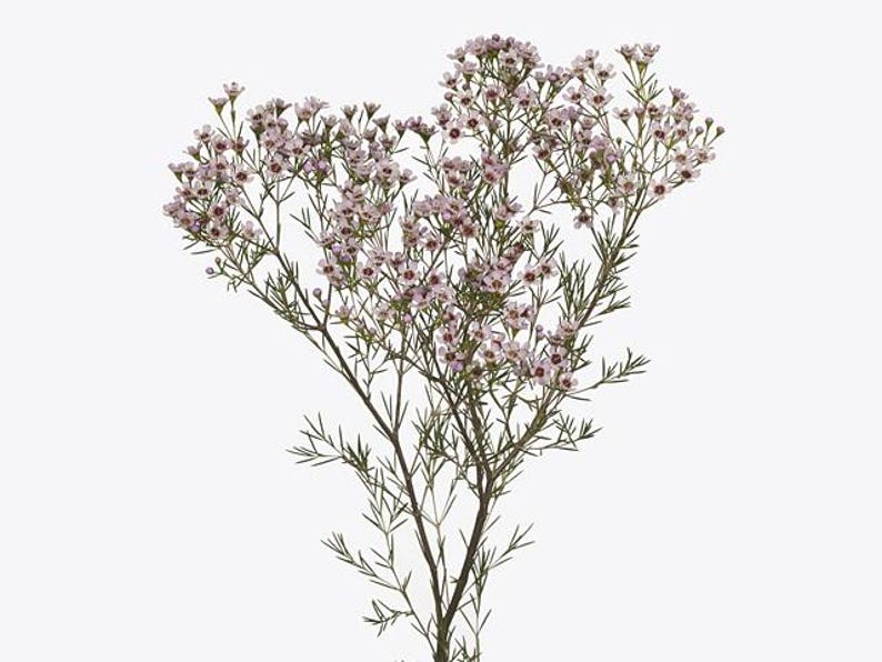 Waxflower Plant - 1 Foot - Purple-Light Violet Flowers - Chamelaucium uncinatum 'Jupiter Solar'