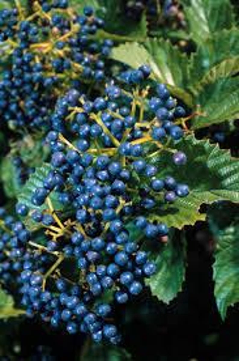 Native Arrowood Viburnum 4" Pot - Chicago Luster Dentatum with Glossy Green Foliage, USDA Zones 4-7