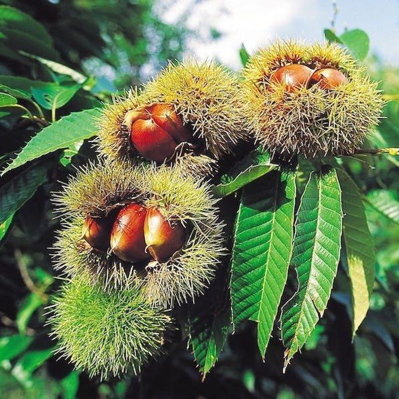 Chinese Chestnut Tree - 1 Gallon Pot - Castanea mollissima - Deciduous Nut Tree for USDA Zones 4-8