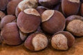 Hazelnut Seedlings - Up to 2 ft Tall - Corylus avellana - Small Garden, Container, Nut Producing Plants