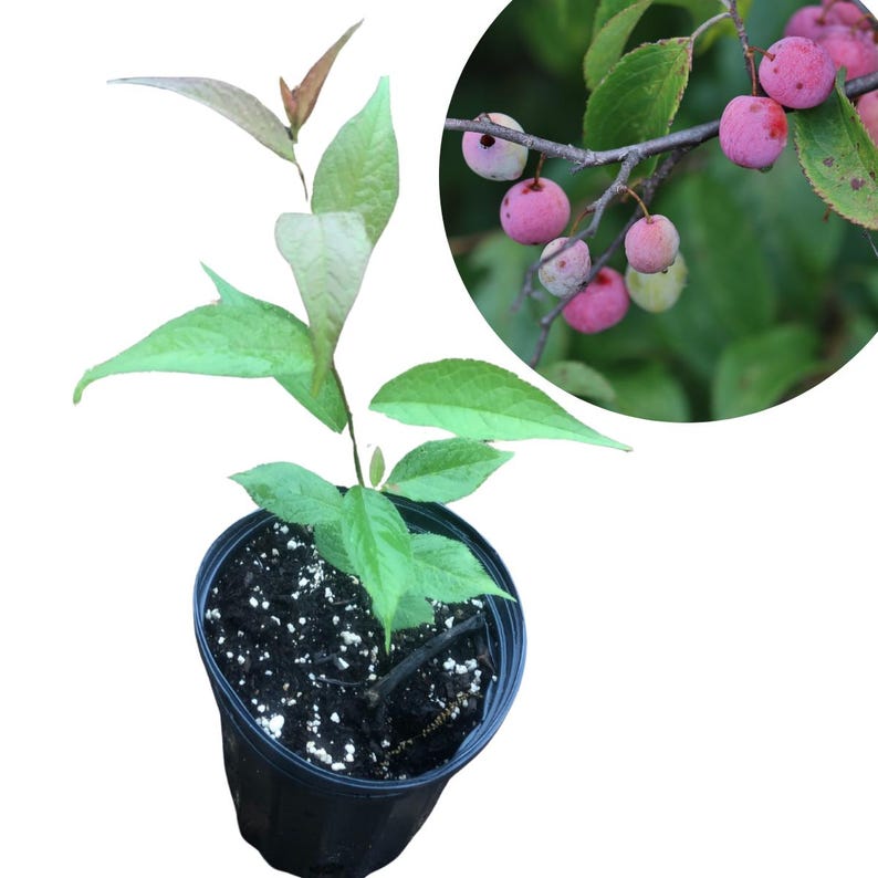 Wild Plum Seedling - Organic Prunus americana Native Tree for Landscaping & Wildlife, Edible Red Plums