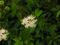 Silky Dogwood Bareroot Plant - Cornus amomum Native Shrub with Berries & White Flowers