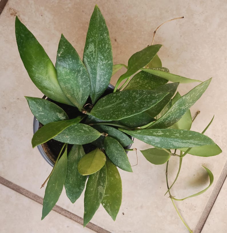 Hoya Gracilis Plant – Small Rooted Houseplant with Free Cutting – Easy Care Indoor/Outdoor Hoya carnosa Family