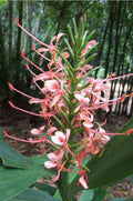 Ginger Plant - Culinary Zingiber Officinale - Tropical Herb for Gardens - 1 Plant