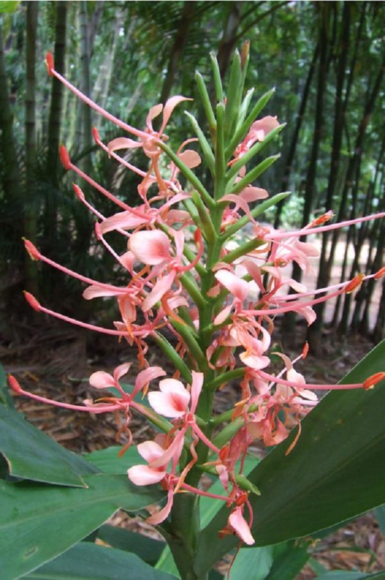 Ginger Plant - Culinary Zingiber Officinale - Tropical Herb for Gardens - 1 Plant