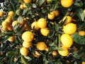 Eureka Lemon Tree in 1/2 Gallon Pot - Citrus limon - Fruiting Variety for Home Gardens & Patios