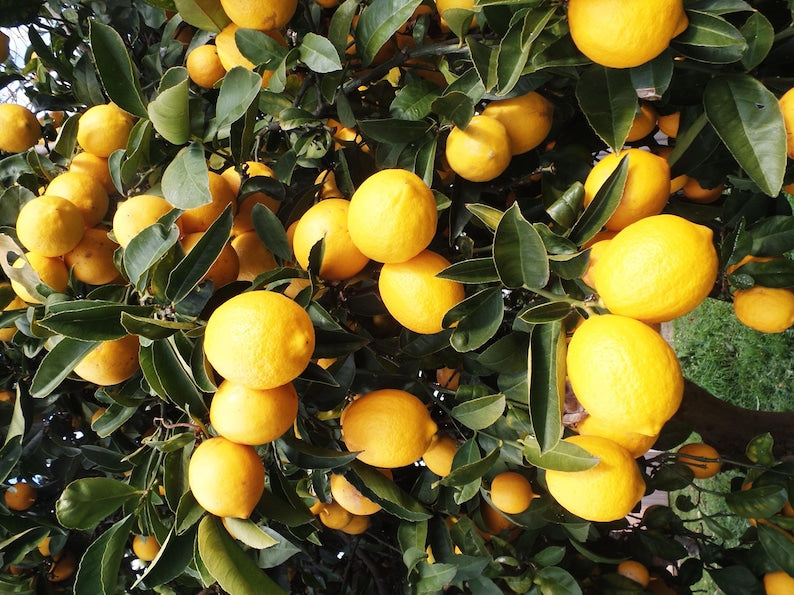 Eureka Lemon Tree in 1/2 Gallon Pot - Citrus limon - Fruiting Variety for Home Gardens & Patios