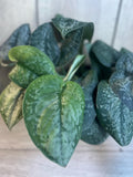 Scindapsus Mount Salak Plant in 4-Inch Pot | Rare Green Velvety Leaves with Silver Speckling | Indoor Aroid