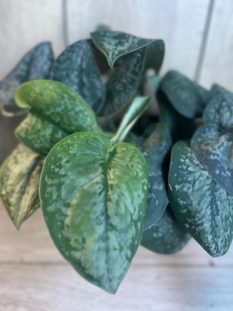 Scindapsus Mount Salak Plant in 4-Inch Pot | Rare Green Velvety Leaves with Silver Speckling | Indoor Aroid