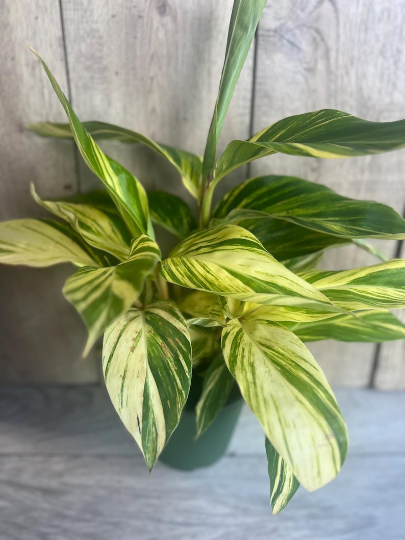 Variegated Shell Ginger Plant in 6" Pot | Alpinia Zerumbet ‘Variegata’ | Tropical Indoor & Outdoor Houseplant with Striped Foliage