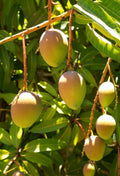 Grafted Carrie Mango Tree in 3-Gallon Pot | Compact, Sweet Flavor | Mangifera indica | Small Garden Fruit Tree