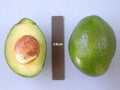 Monroe Avocado Tree - Grafted 1ft Plant in 6" Pot - Cold Hardy Persea americana - Home Garden, Patio, Container Plant