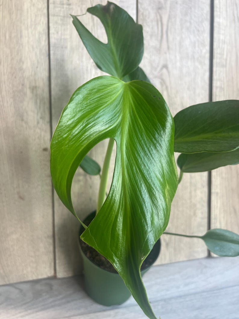 Monstera Plant 6" Pot Burle Marx Flame Rare Aroid Philodendron with Fenestrated Foliage