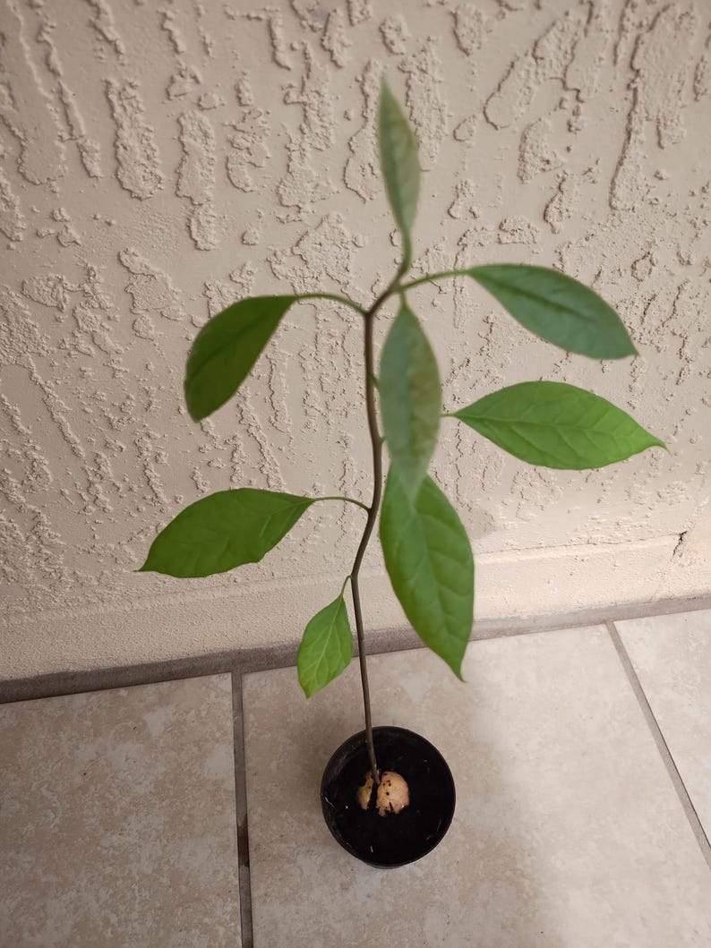 Hass Avocado Starter Plant in 4-Inch Pot with Free Cutting | Persea americana | Indoor/Outdoor Gardening