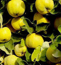 Provence Quince Fruit Tree Live Plant – Edible Cydonia oblonga, Heirloom, Hardy in Zones 4-8