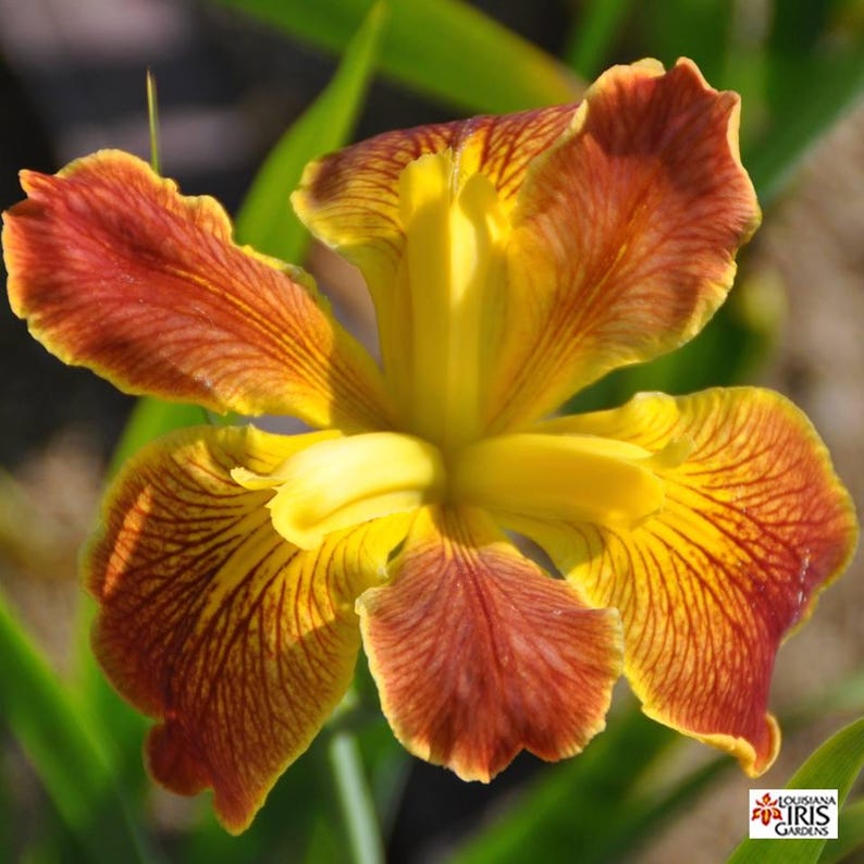 Louisiana Iris Rhizome Cajun Sunrise - Red & Yellow, Iris hexagona, Moisture-Loving Perennial, Early-Mid Blooming Plant