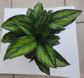 Calathea Ornata Beauty Star Small Rooted Plant + Free Cutting, Indoor Houseplant, Easy Care Calathea ornata