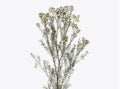 Waxflower Plant - Potted 1ft Tall - White Flowers & Dark Green Needle Leaves - Chamelaucium uncinatum 'Jupiter Moon'