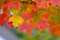 Maple Seedlings - 3 Native NH Acer Species for Landscaping and Gardening - Hardy Deciduous Trees
