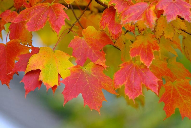 Maple Seedlings - 3 Native NH Acer Species for Landscaping and Gardening - Hardy Deciduous Trees