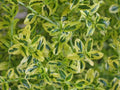 Ceanothus thyrsiflorus 'El Dorado' - 1ft Tall Evergreen Shrub in 6" Pot with Variegated Foliage and Blue Flowers